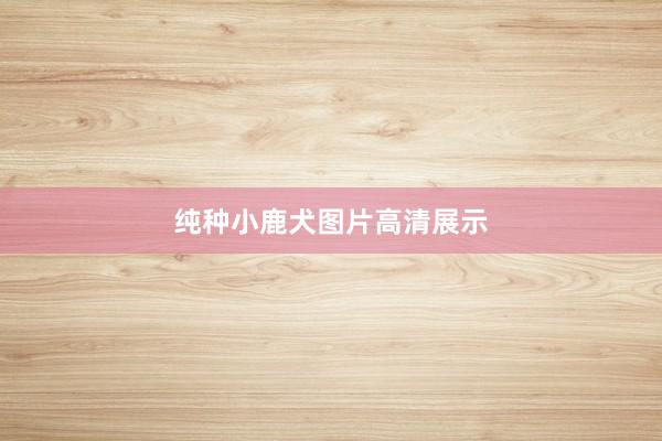 纯种小鹿犬图片高清展示